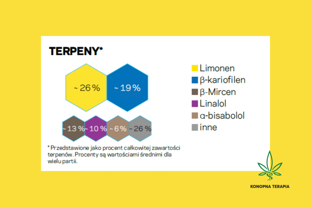 odmiana marihuany aurora sourdough