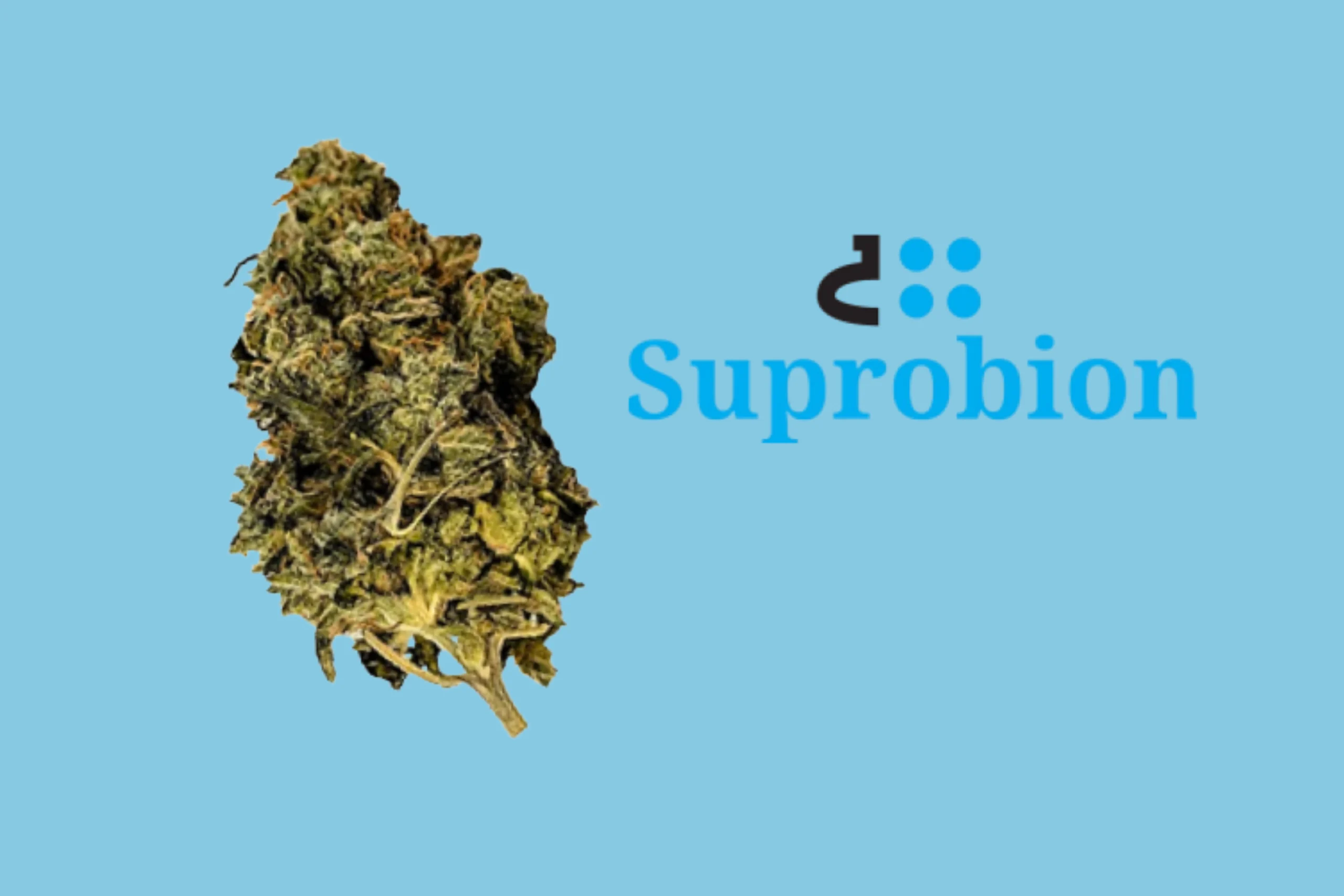 humble warrior suprobion