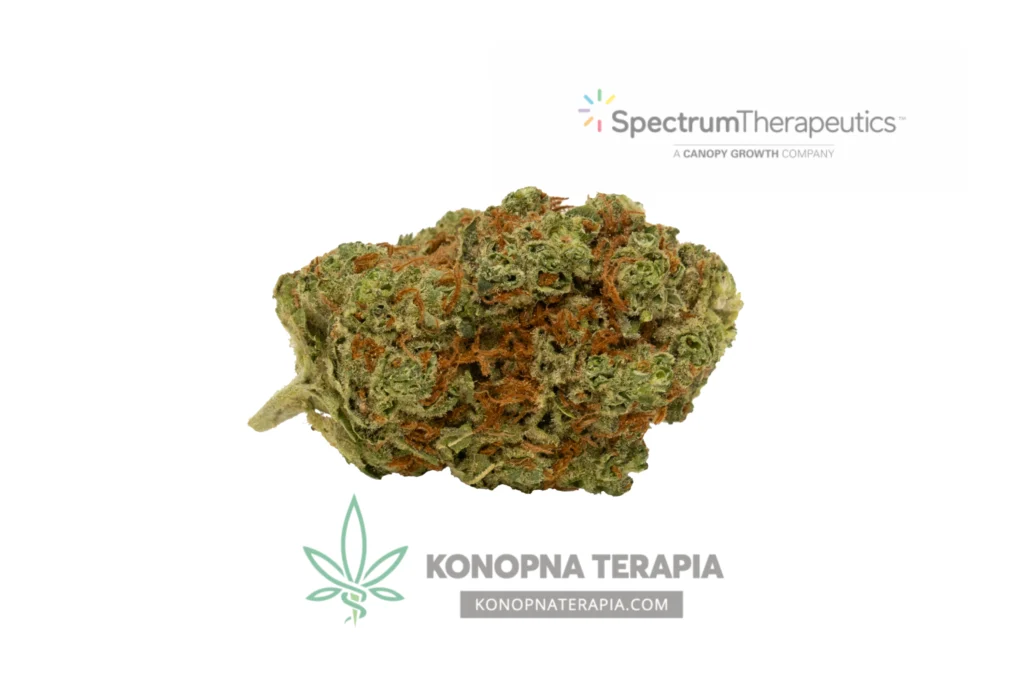 medycznej marihuany