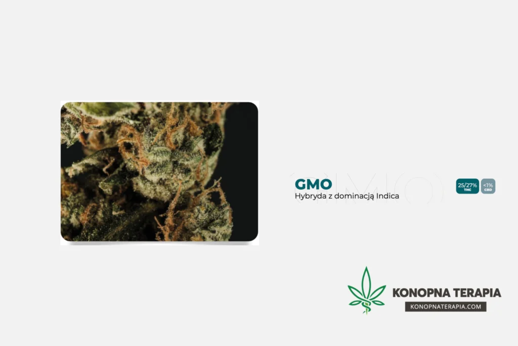 gmo